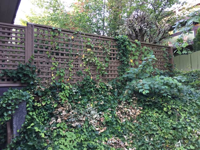 Landscaping townhouse maintenance English Ivy removal