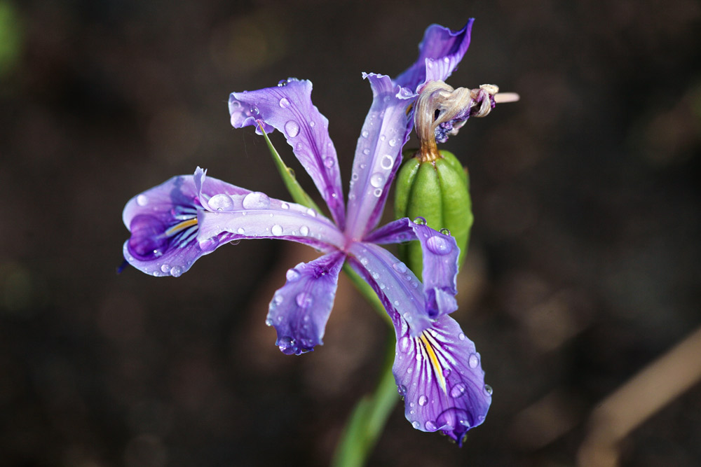 Oregon Iris, Iris tenax