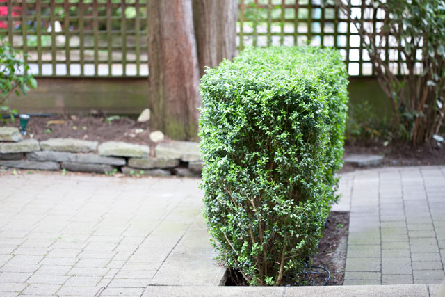 Landscape Pruning and hedging boxwood shrubs