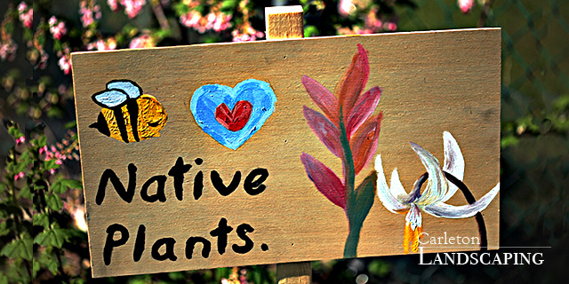 Bees love native plants.