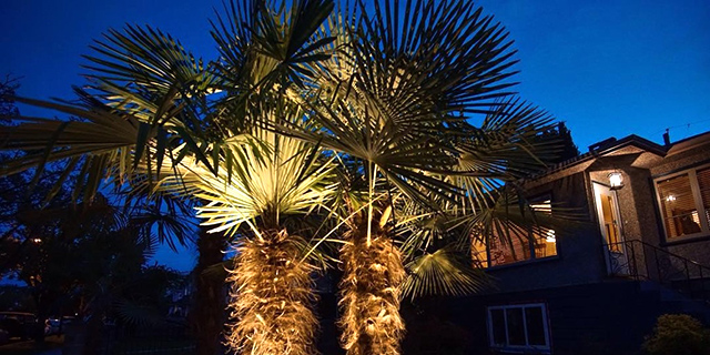 uplights, landscape lighting, palm trees, led, low voltage, landscape lighting, carleton landscaping