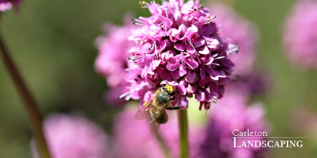 Click here to go to Pollinator plants.