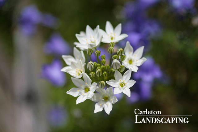 triteleia, triteleia hyacinthina, white triplet lily, white brodiaea
