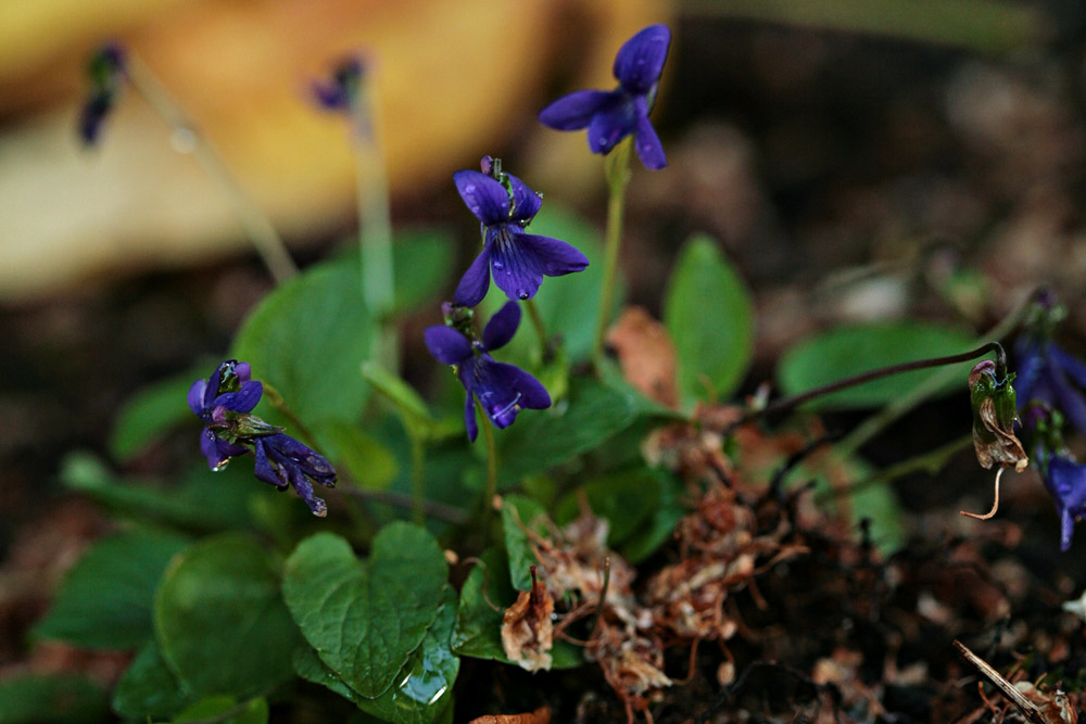 Early blue Violet, Viola adunca